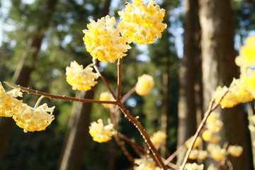 ミツマタの花　和紙の原料