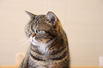 優しい表情の猫アメリカンショートヘアー