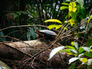 Drinking water turtle