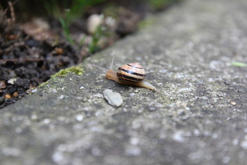 snail on stone