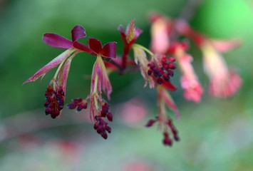 Knospen an einem japanischen Ahorn