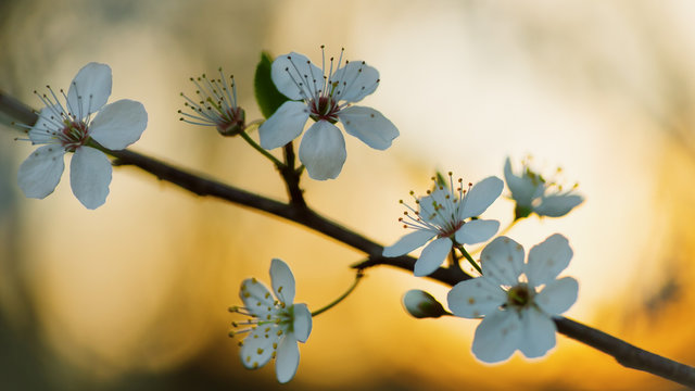 Schlehenbl&uuml;te im Sonnenuntergang