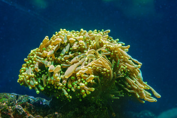 euthyllia  large-polyped stony coral