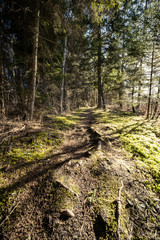 Fototapeta premium spring forest with green moss and sunshine rays
