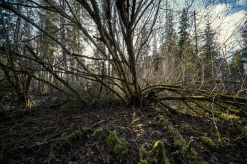 Fototapeta premium spring forest with green moss and sunshine rays