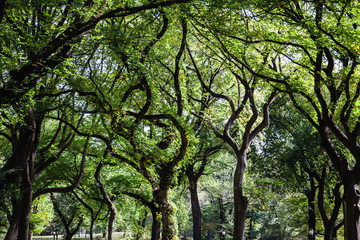 Fototapeta premium Trees in the Central Park