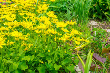yellow flowers in a municipal park