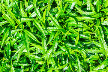 decorative wet grass