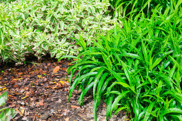 decorative wet grass