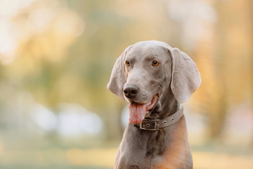 weimaraner dog portrait in a collar outdoors in spring