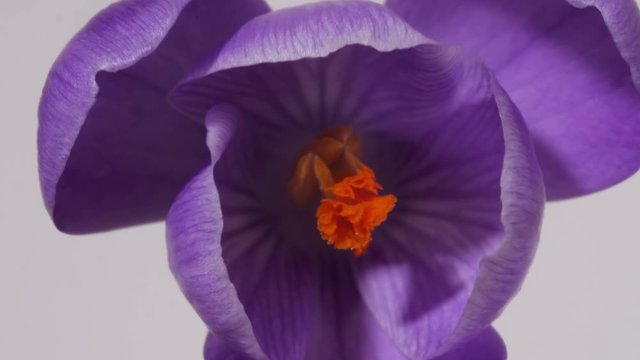 Purple flower blooming on white background