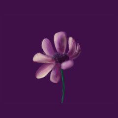 purple flower isolated on dark background