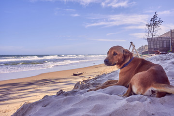 Red dog sits on the beach by the ocean in Vietnam