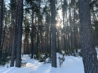 Fototapeta premium Pine tree forest