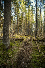Fototapeta premium spring forest with green moss and sunshine rays