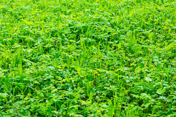 green vegetation closeup