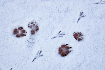 traces of dogs and birds in the snow
