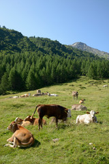 Fototapeta na wymiar vaches laitières en Suisse 