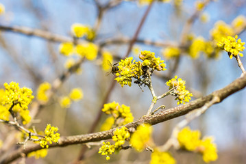 Honey bee collects nectar on yellow flowers, pollination of spring flowers on a tree, blue sky through the branches of trees on a bright sunny day, selective focus