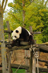 panda géant perché 