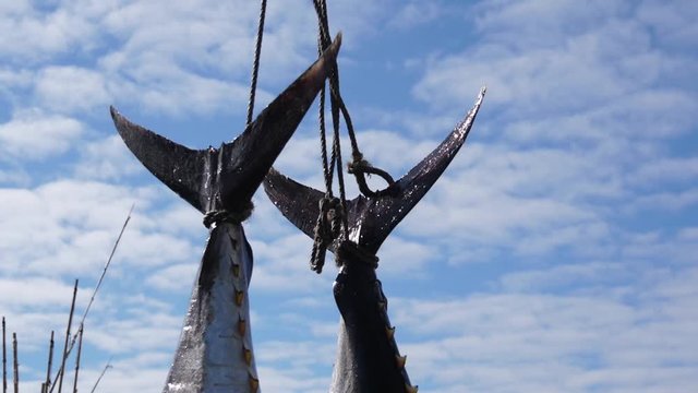fishermen unloading tuna fish from a fishing boat