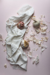Bulb of purple stripe garlic and white garlic variety, on light pink background, and a white cloth, with soft light