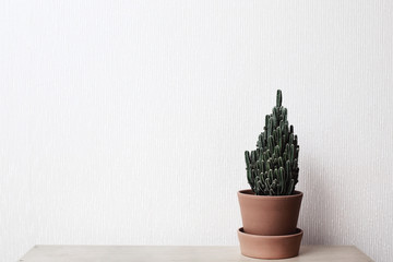 Cactus stand on a shelf in ceramic pots. On a white wall background.