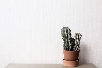 Cactus stand on a shelf in ceramic pots. On a white wall background.