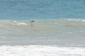 f noronha