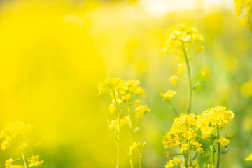 Obraz premium 菜の花