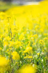 菜の花