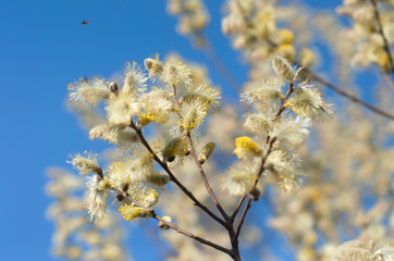 Yellow blooming pussy willow branch on the blue sky background.