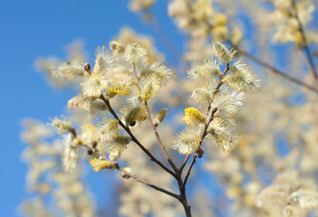 Yellow blooming pussy willow branch on the blue sky background.
