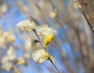 Yellow blooming pussy willow branch on the blue sky background. One branch