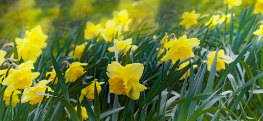spring natural background with flowers