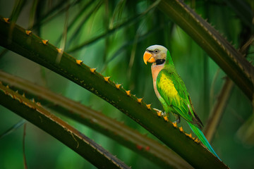 Red-breasted Parakeet - Psittacula alexandri green colourful parakeet feeding,  alternative name is the moustached parakeet, scientific specific name commemorates Alexander the Great