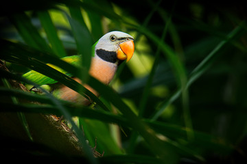 Red-breasted Parakeet - Psittacula alexandri green colourful parakeet feeding,  alternative name is the moustached parakeet, scientific specific name commemorates Alexander the Great