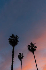 silhouette three palm trees during colorful sunset in Spain