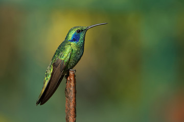 Fototapeta na wymiar Lesser Violetear - Colibri cyanotus - mountain violet-ear, metallic green hummingbird species commonly found from Costa Rica to northern South America. Formerly named the Green Violetear