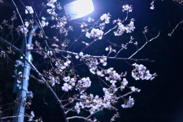 夜桜