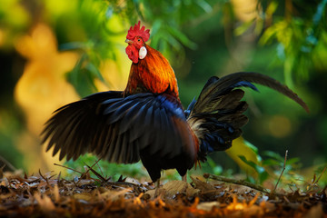 Red Junglefowl - Gallus gallus  tropical bird in the family Phasianidae. It is the primary progenitor of the domestic chicken (Gallus gallus domesticus). Beautiful colours in the green  jungle