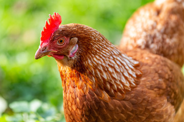 Poule rousse © erwangarel.com