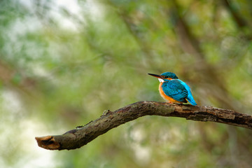 Common Kingfisher - Alcedo atthis sitting and hunting on the branch. Blue and orange bird above the water