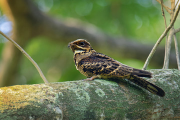 Large-tailed Nightjar - Caprimulgus macrurus nightjar in the family Caprimulgidae, found along the southern Himalayan foothills, eastern South Asia, Southeast Asia and northern Australia