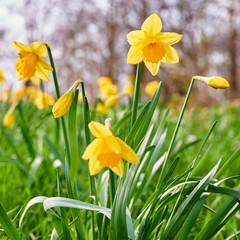 View of blooming daffodils, which are spread out in clusters in a garden.