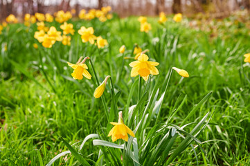 View of blooming daffodils, which are spread out in clusters in a garden.