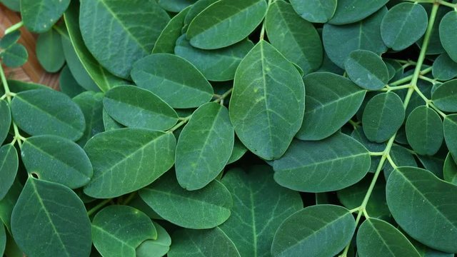 My Movie Close-up of Moringa leaves