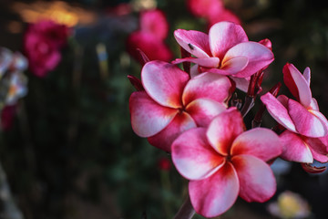 Beautiful plumeria flowers in the garden