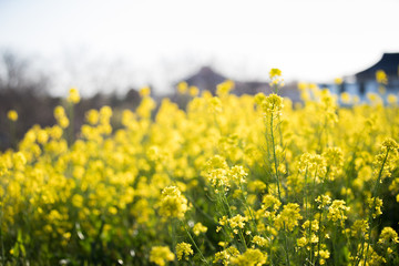 Fototapeta premium 春の菜の花