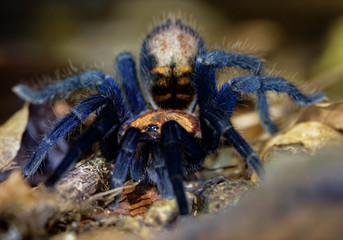 Costa Rican Suntiger Tarantula - Davus ruficeps is a species of spiders in the family Theraphosidae (tarantulas), formerly included in Cyclosternum, Black and blue big spider from Costa Rica